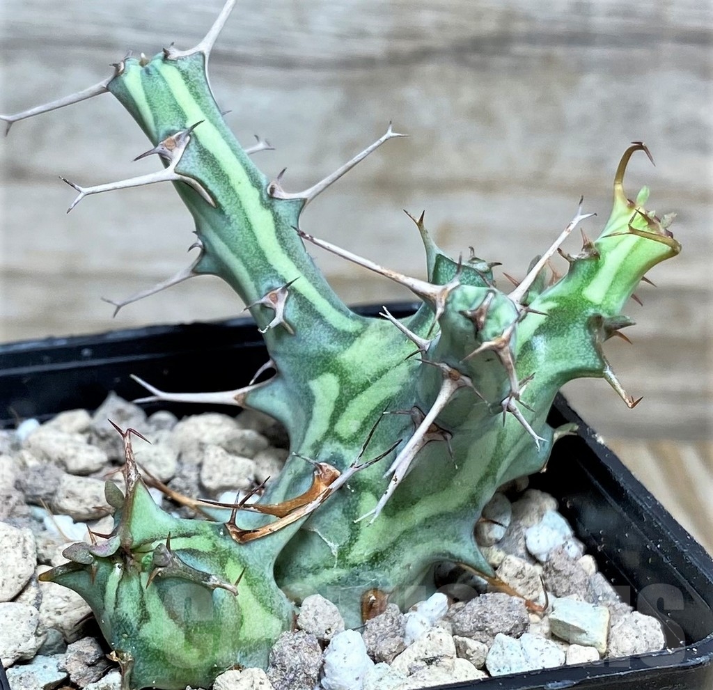 SHPR16646 Euphorbia schizacantha - Image 2