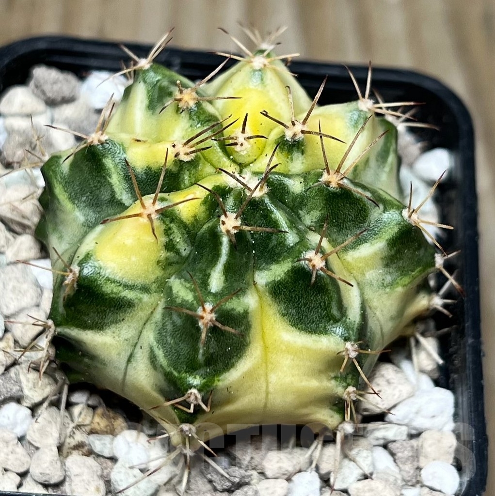 SHPR16858 Gymnocalycium mihanovichii 'Dragon Egg' - Imagen 2