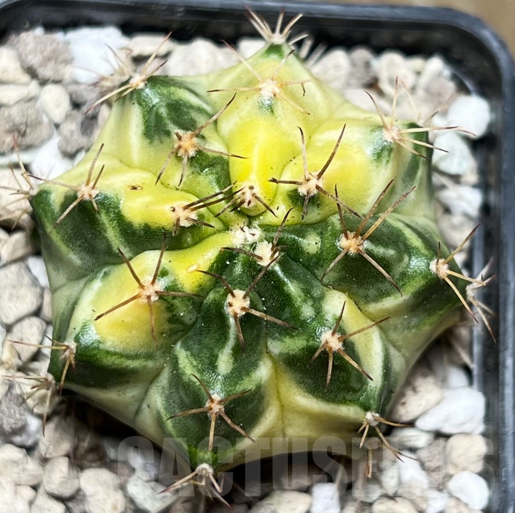 SHPR16858 Gymnocalycium mihanovichii 'Dragon Egg'