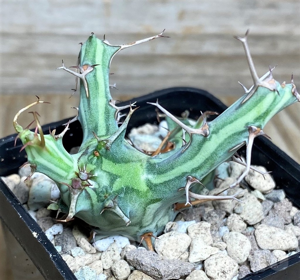 SHPR16646 Euphorbia schizacantha - Image 3