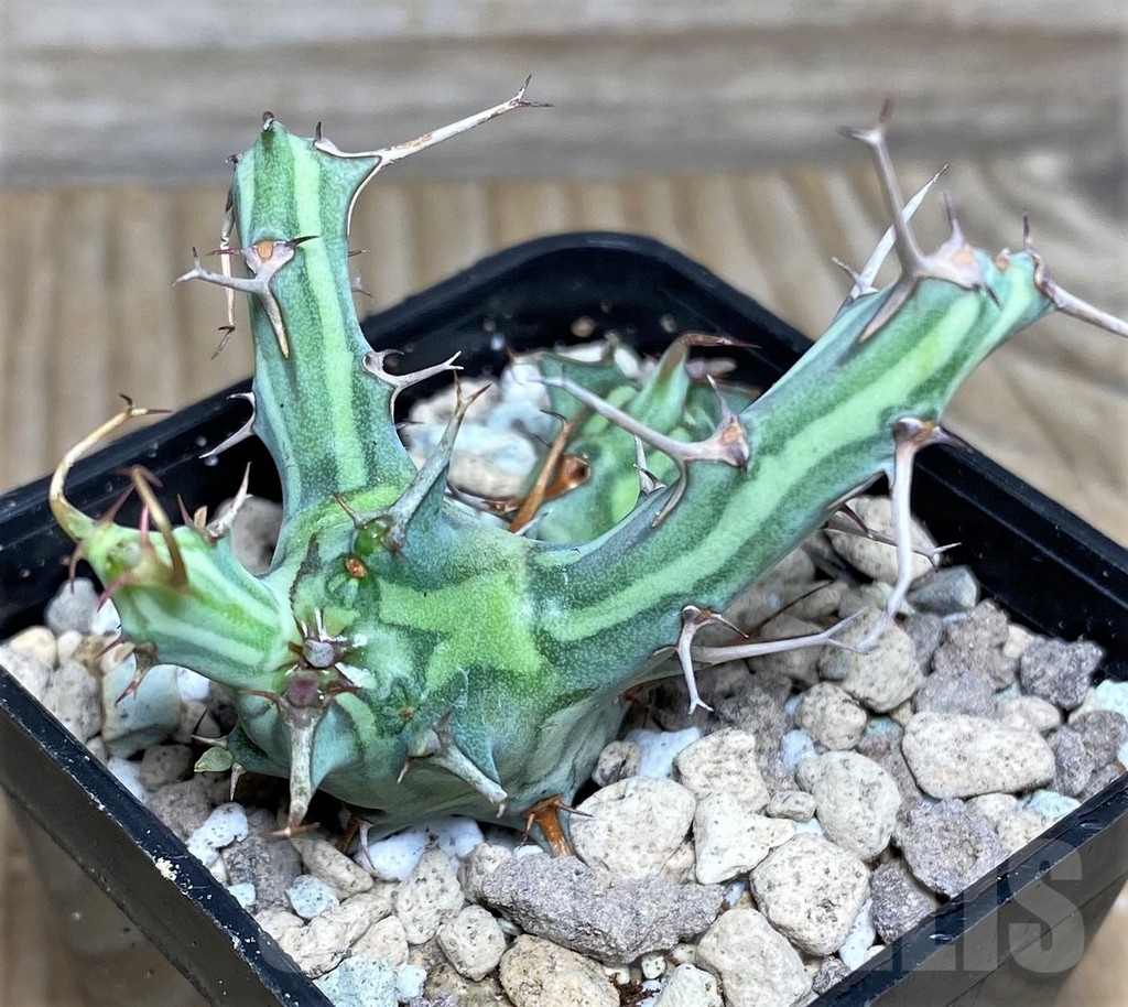 SHPR16646 Euphorbia schizacantha - Image 4