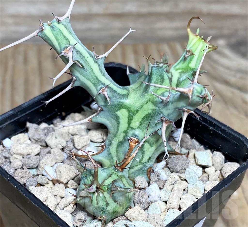 SHPR16646 Euphorbia schizacantha