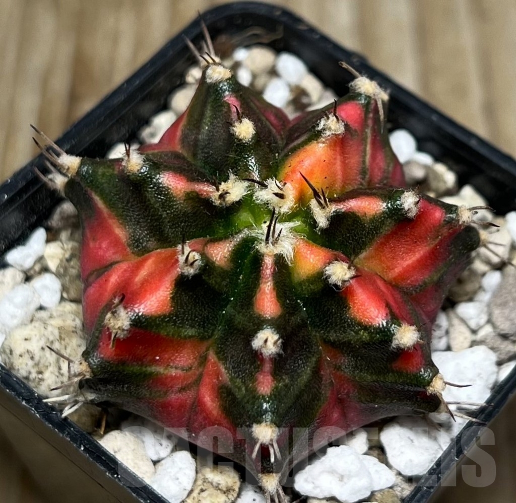 SHPR16861 Gymnocalycium mihanovichii 'Double Pink' - Image 2