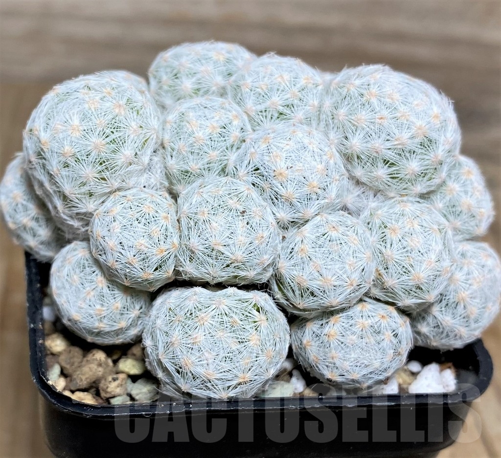 SHPR16648 Mammillaria humboldtii f. caespitosa - immagine 2