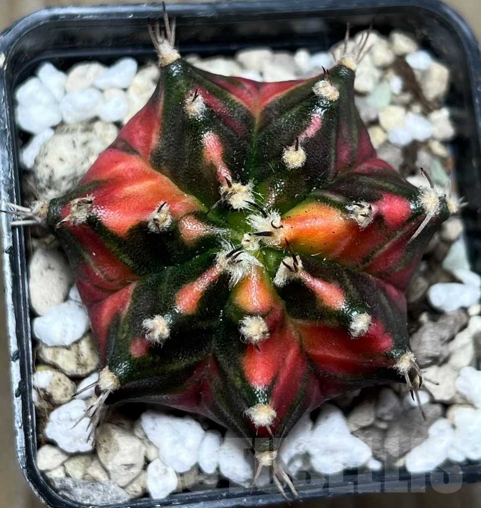SHPR16861 Gymnocalycium mihanovichii 'Double Pink'