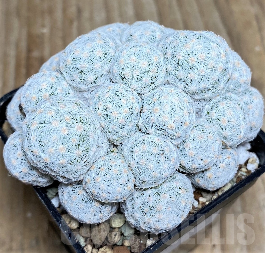 SHPR16648 Mammillaria humboldtii f. caespitosa