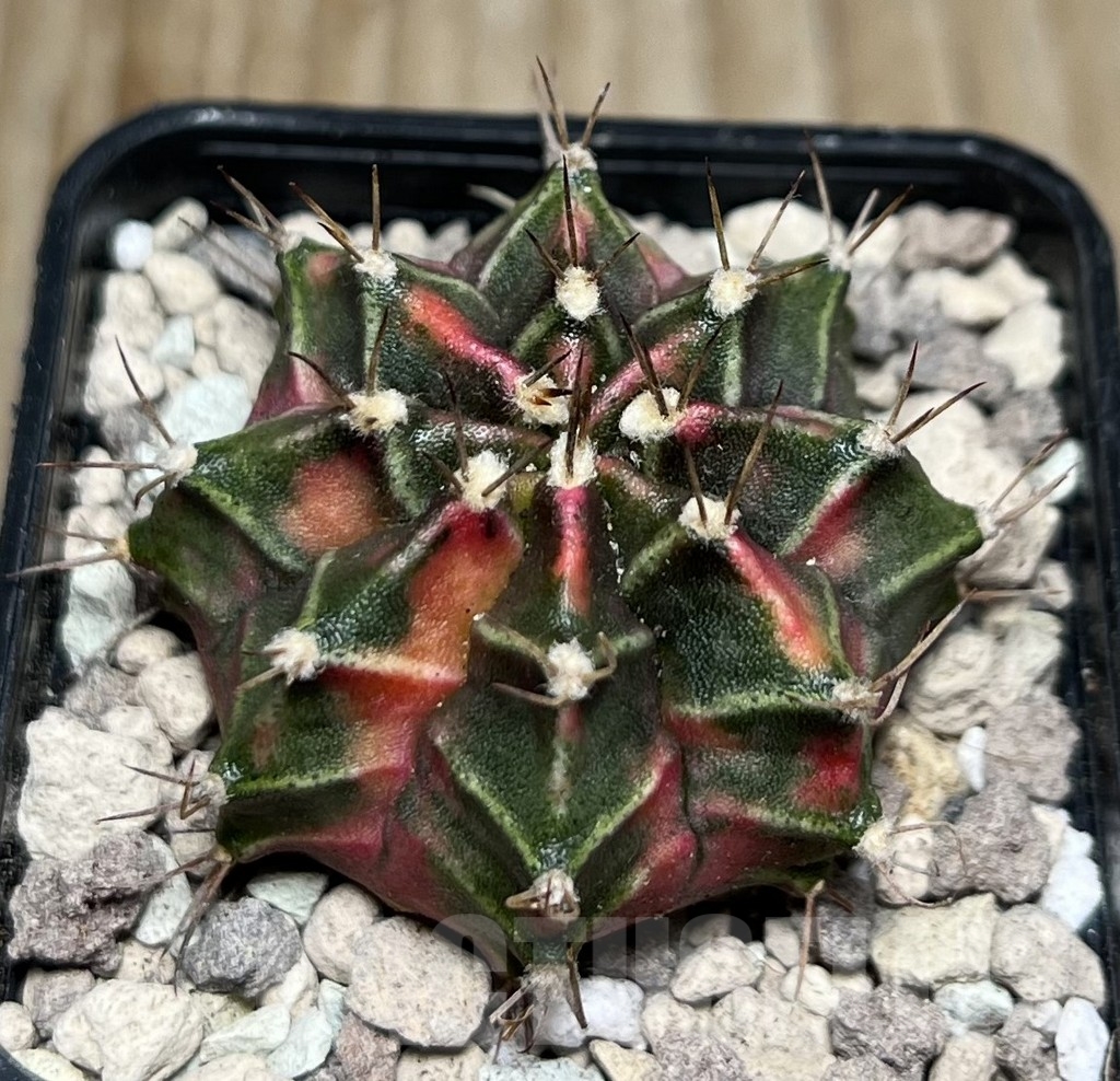 SHPR16862 Gymnocalycium mihanovichii 'Siam Violet' - Image 2