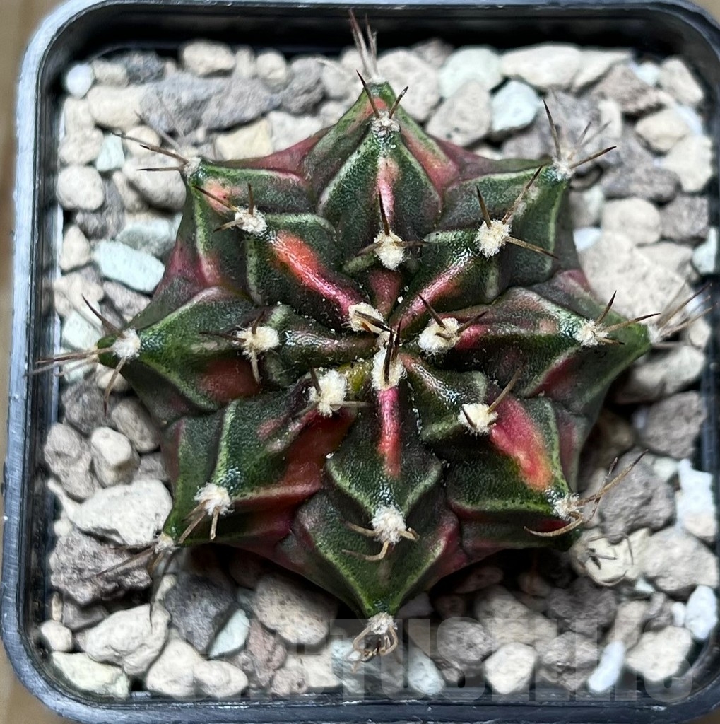 SHPR16862 Gymnocalycium mihanovichii 'Siam Violet'