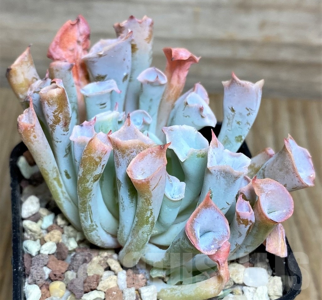 SHPR16649 Echeveria 'Trumpet Pinky' - immagine 2