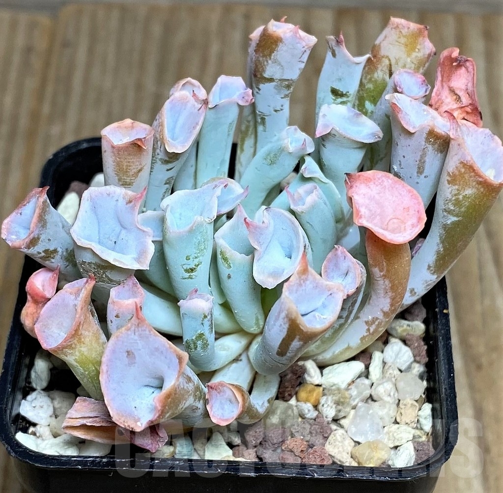 SHPR16649 Echeveria 'Trumpet Pinky'