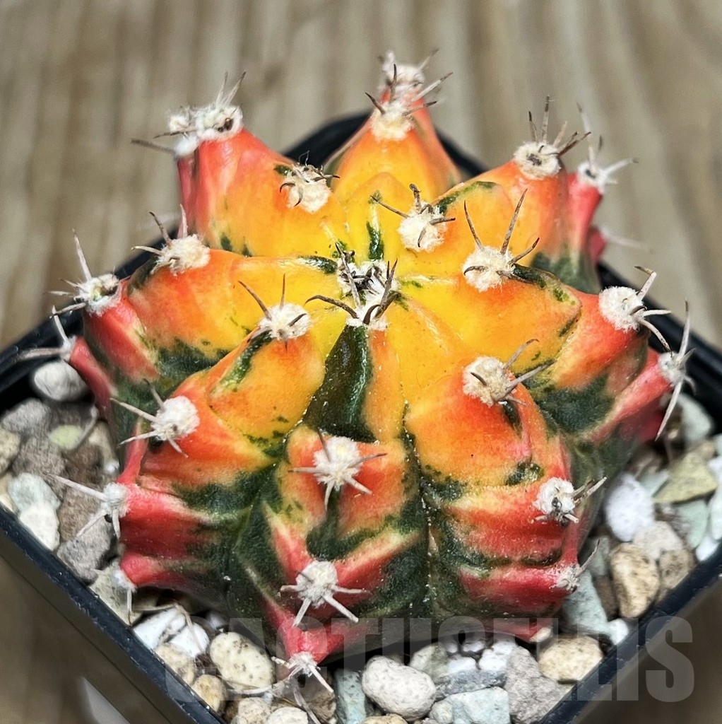 SHPR16864 Gymnocalycium mihanovichii 'G. Carnelian' - immagine 2
