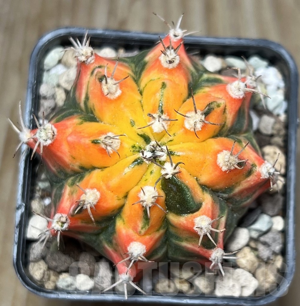 SHPR16864 Gymnocalycium mihanovichii 'G. Carnelian'