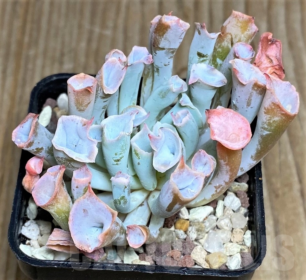 SHPR16649 Echeveria 'Trumpet Pinky' - immagine 3