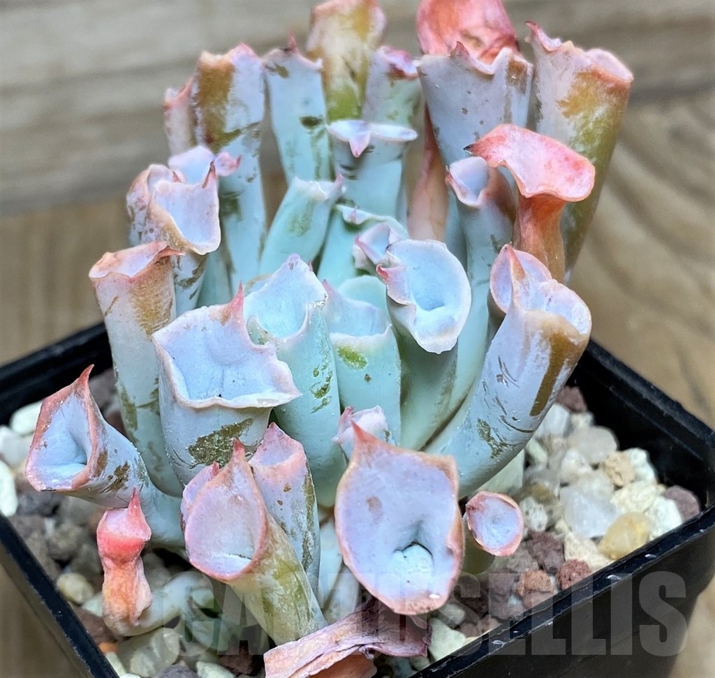SHPR16649 Echeveria 'Trumpet Pinky' - immagine 4