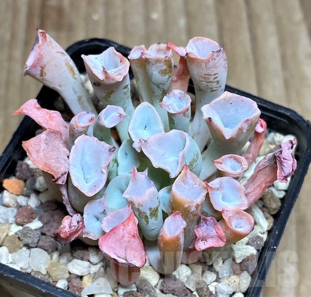SHPR16650 Echeveria 'Trumpet Pinky'