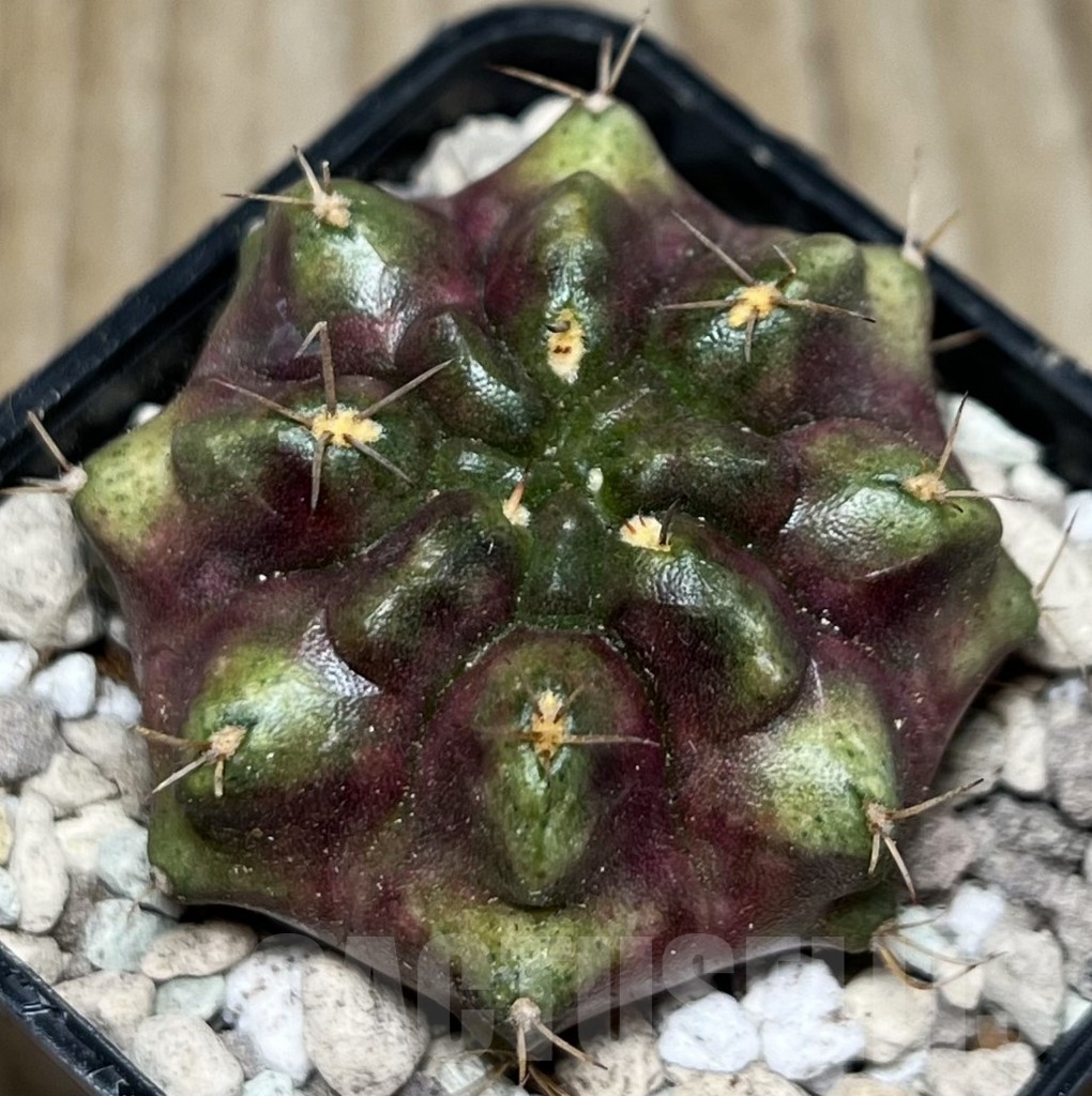 SHPR16867 Gymnocalycium mihanovichii 'Purple M' - Obrázek 2