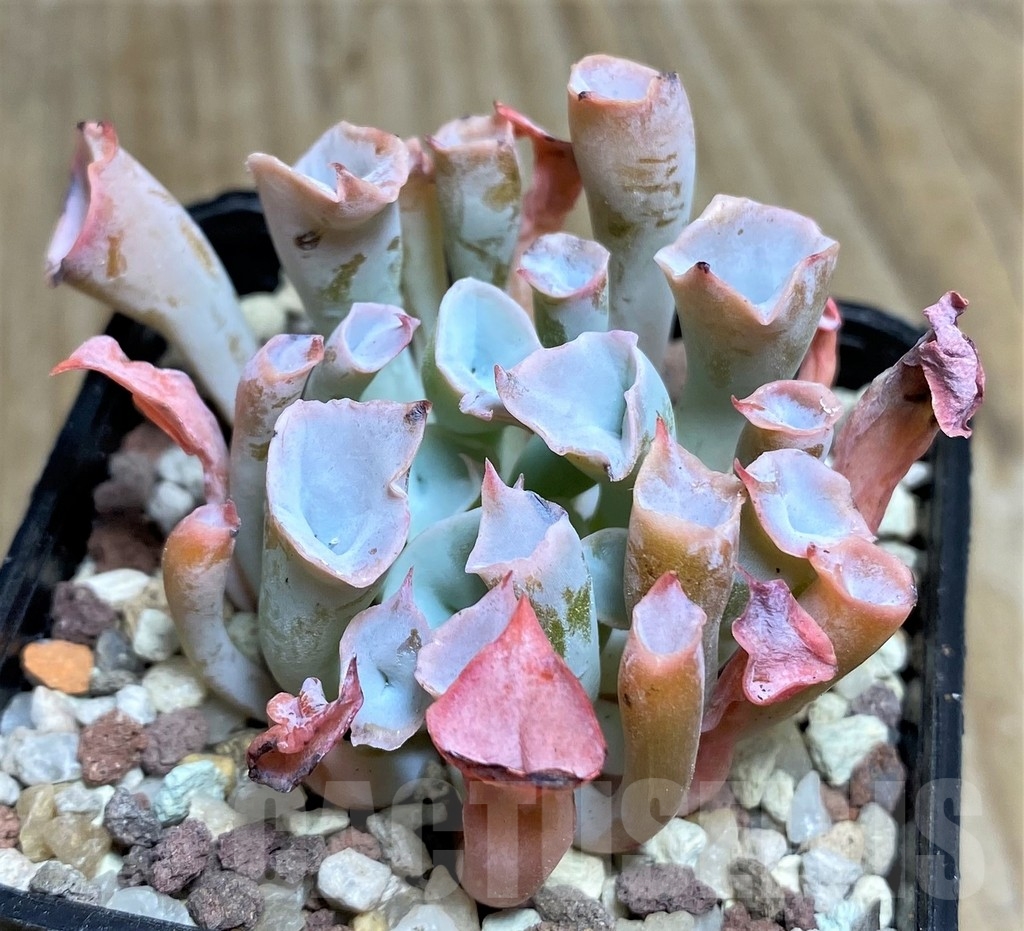 SHPR16650 Echeveria 'Trumpet Pinky' - Зображення 2