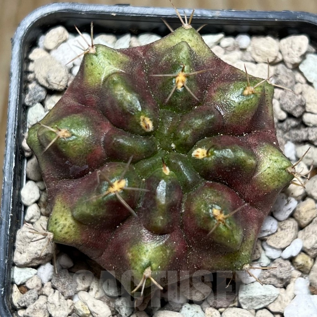 SHPR16867 Gymnocalycium mihanovichii 'Purple M'