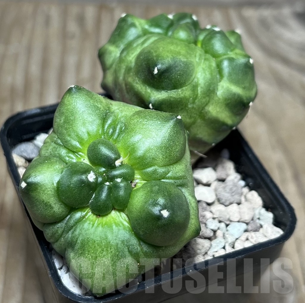 SHPR16869 Gymnocalycium mihanovichii 'Green bubble'