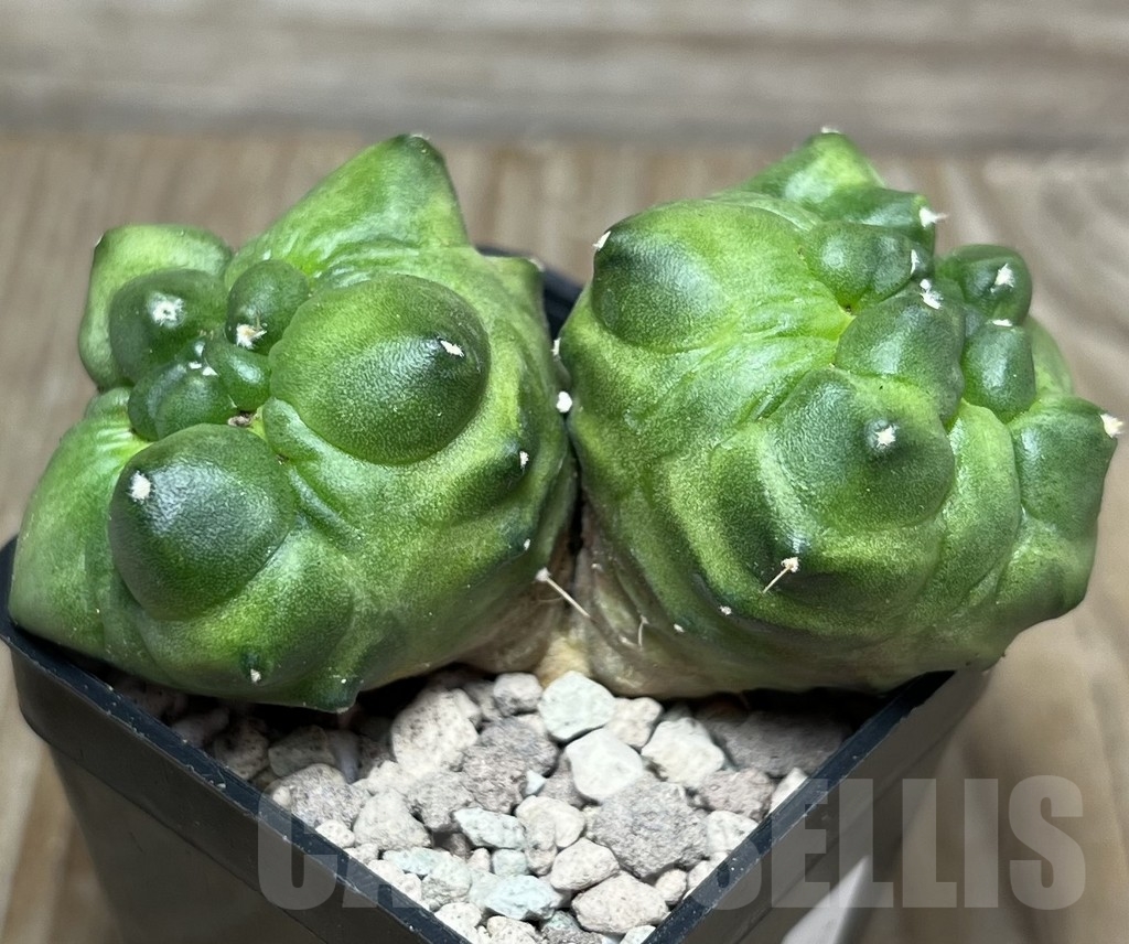 SHPR16869 Gymnocalycium mihanovichii 'Green bubble' - Obrázek 2