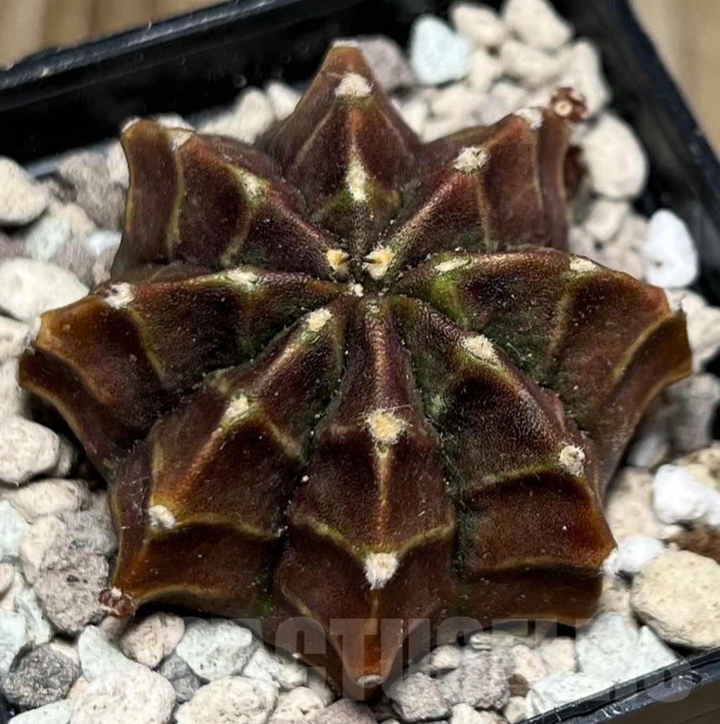 SHPR16873 Gymnocalycium mihanovichii 'Motha' – Image 2