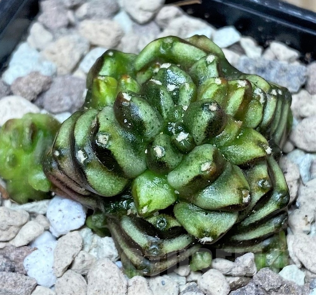 SHPR16691 Gymnocalycium mihanovichii 'Transformer', seedling