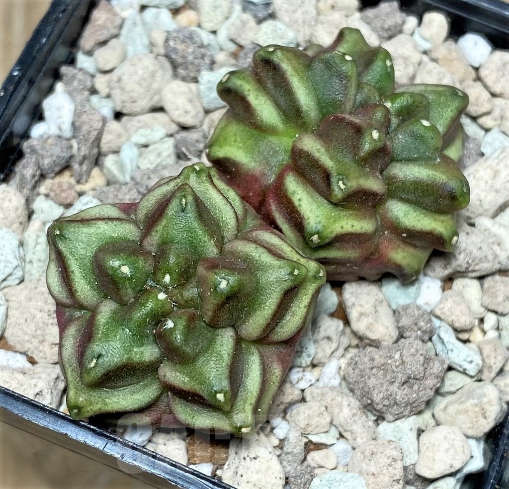 SHPR16693 Gymnocalycium mihanovichii 'Mulberry'