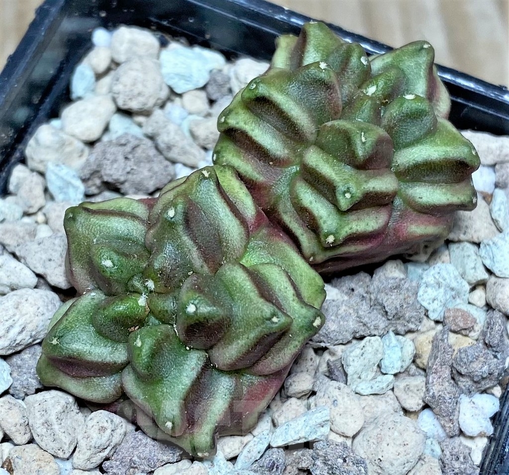 SHPR16693 Gymnocalycium mihanovichii 'Mulberry' - 画像 (2)