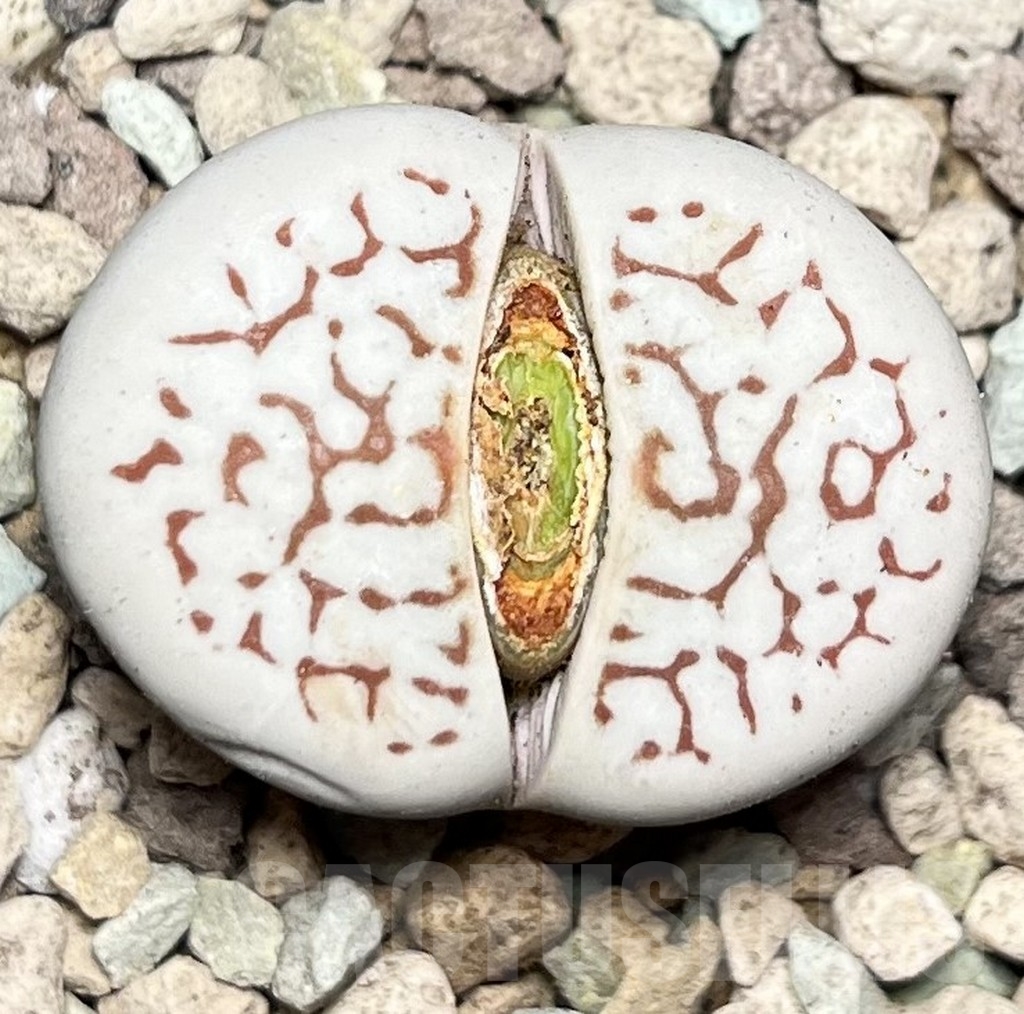 SHPR16881 Dinteranthus vanzylii