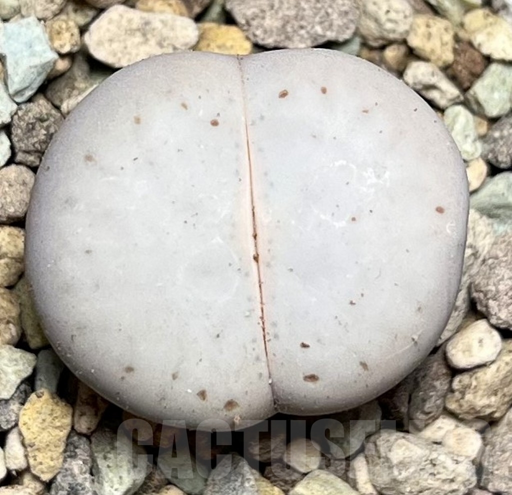 SHPR16882 Dinteranthus vanzylii