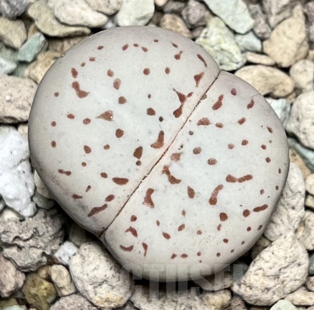 SHPR16883 Dinteranthus vanzylii