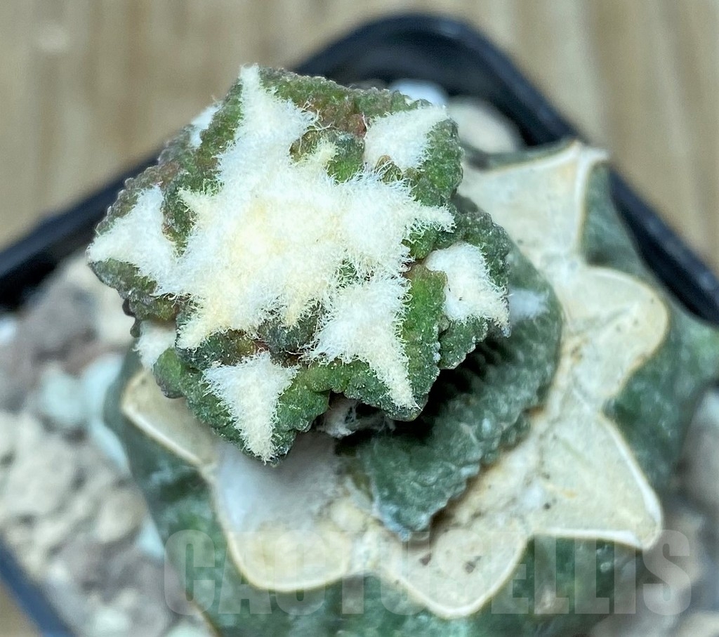 SHPR16696 Ariocarpus kotschoubeyanus f. monstrosa, grafted