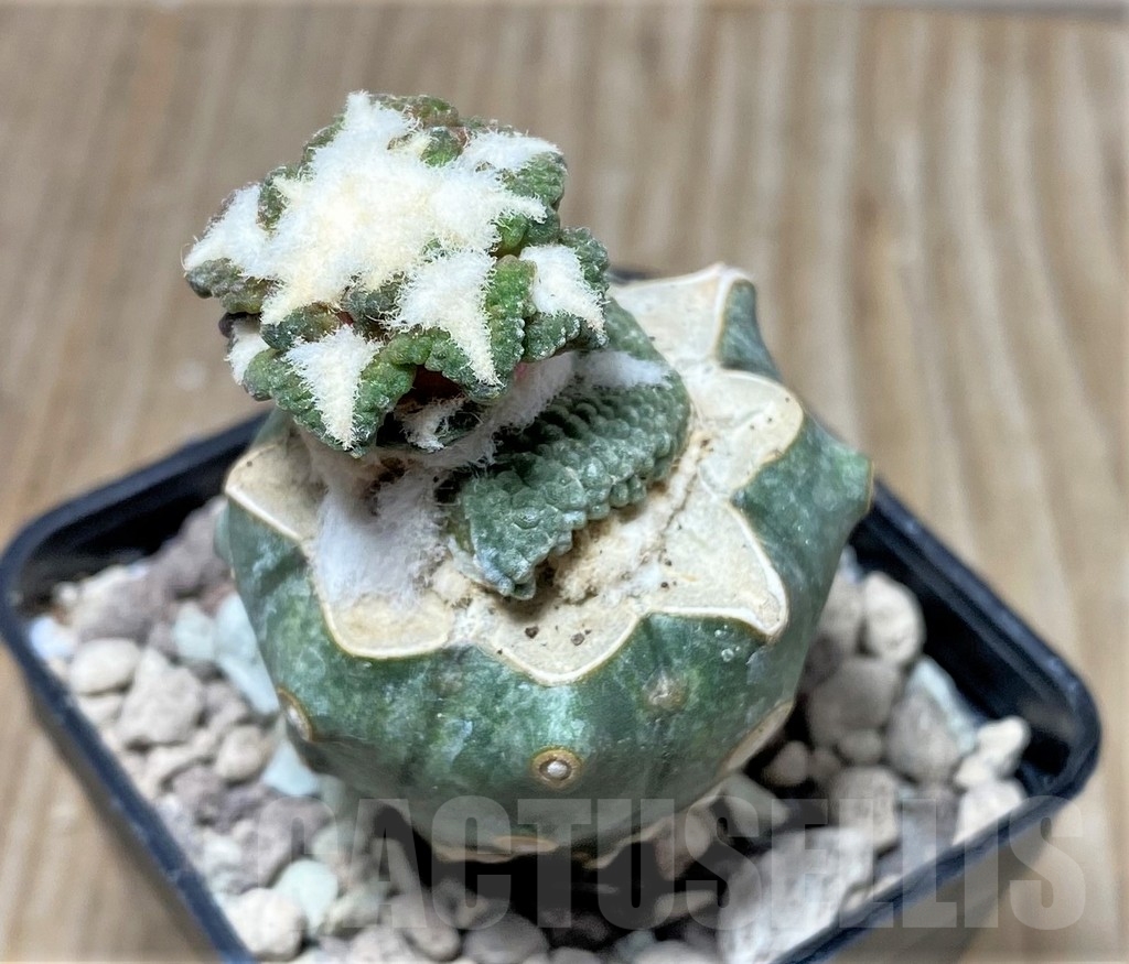 SHPR16696 Ariocarpus kotschoubeyanus f. monstrosa, grafted - Image 2