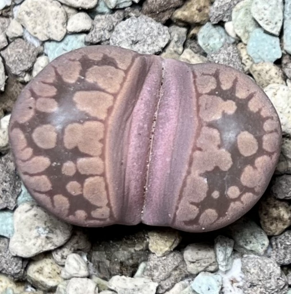 SHPR16885 Lithops otzeniana 'Cesky Granat'