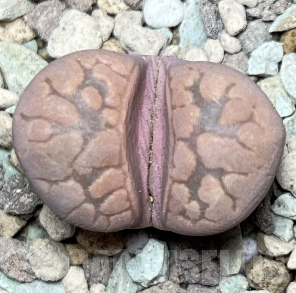 SHPR16886 Lithops otzeniana 'Cesky Granat'