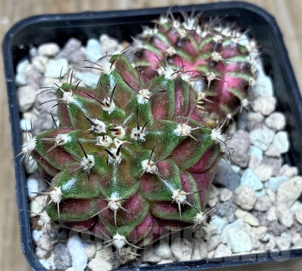 SHPR16698 Gymnocalycium mihanovichii 'T-lux'