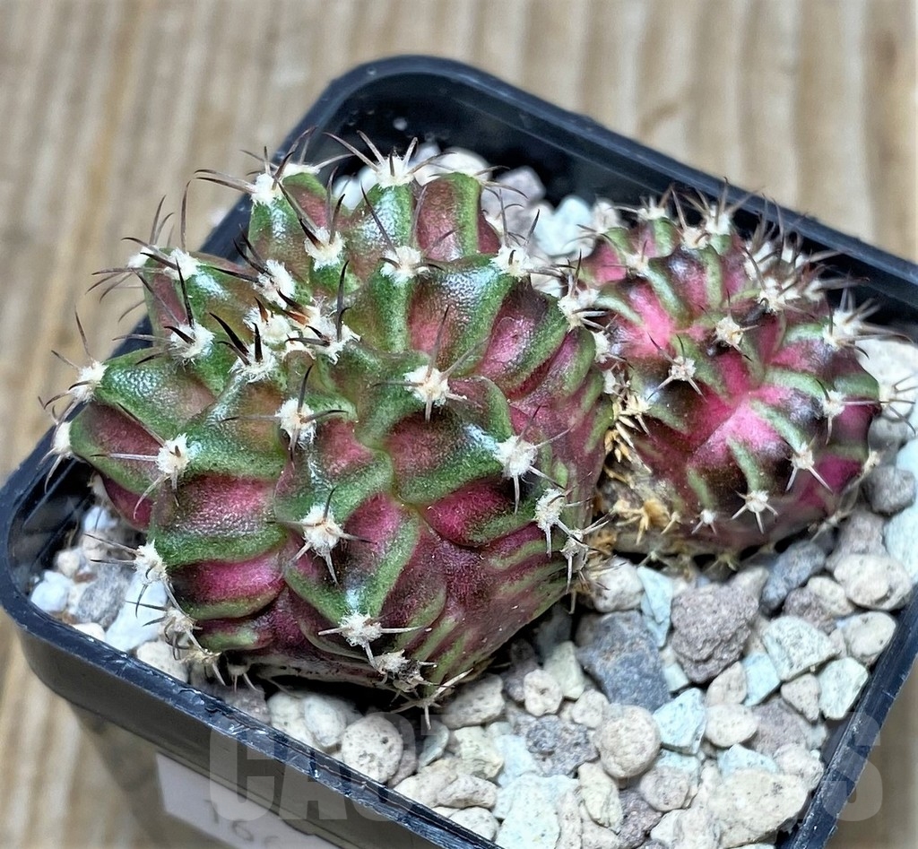 SHPR16698 Gymnocalycium mihanovichii 'T-lux' - immagine 2