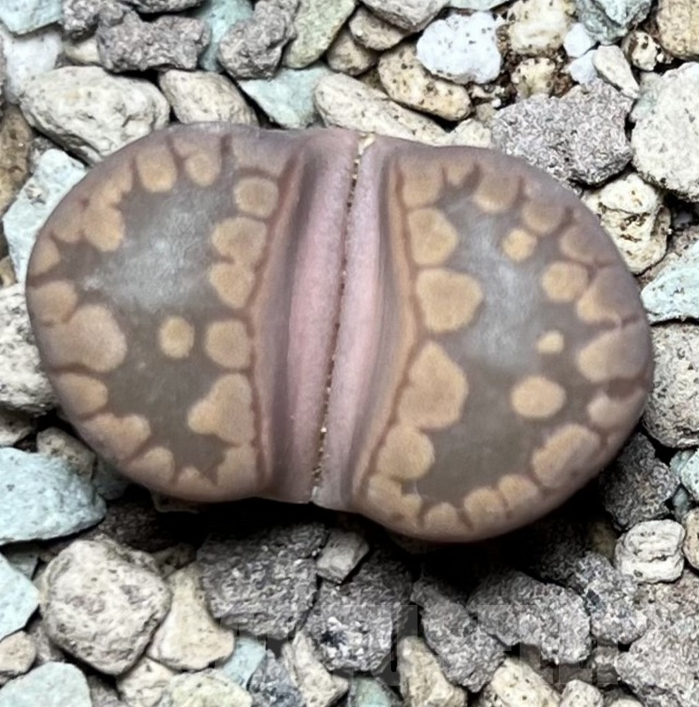 SHPR16887 Lithops otzeniana 'Cesky Granat'