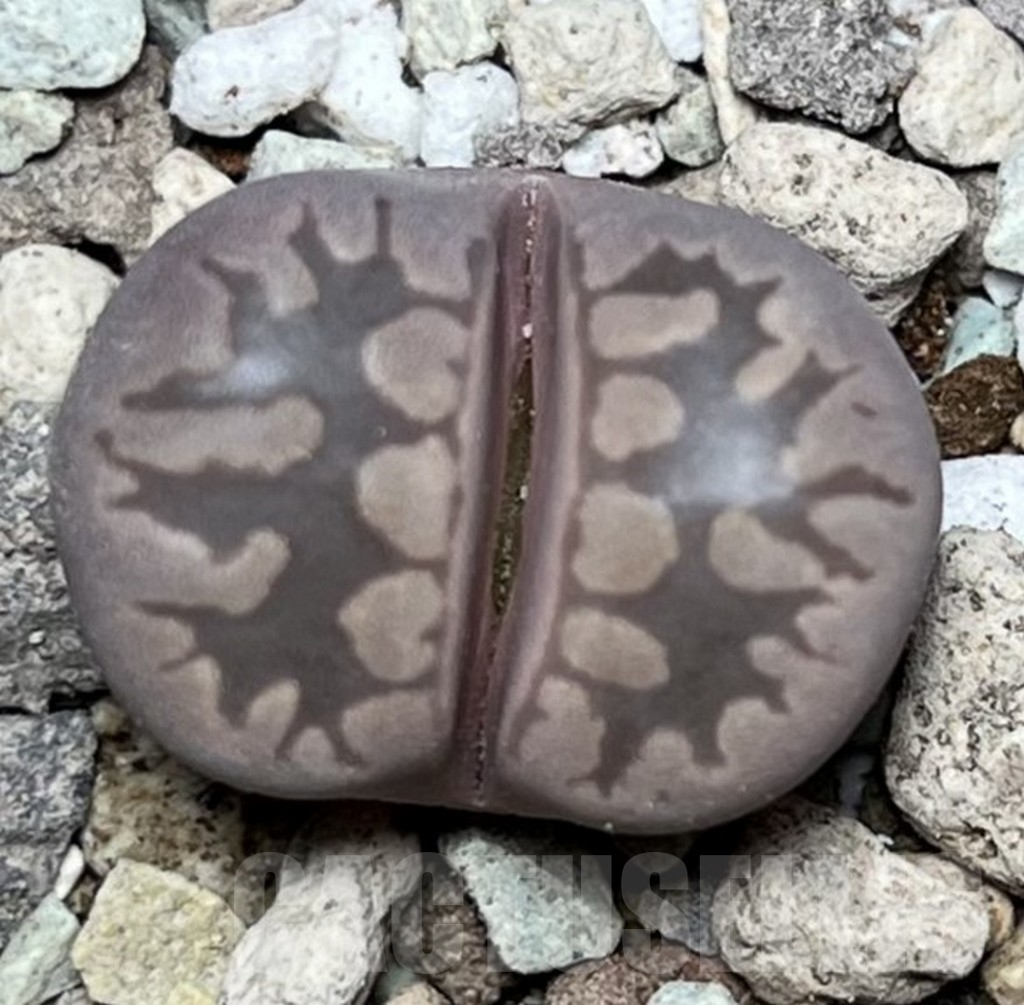 SHPR16889 Lithops otzeniana 'Cesky Granat'
