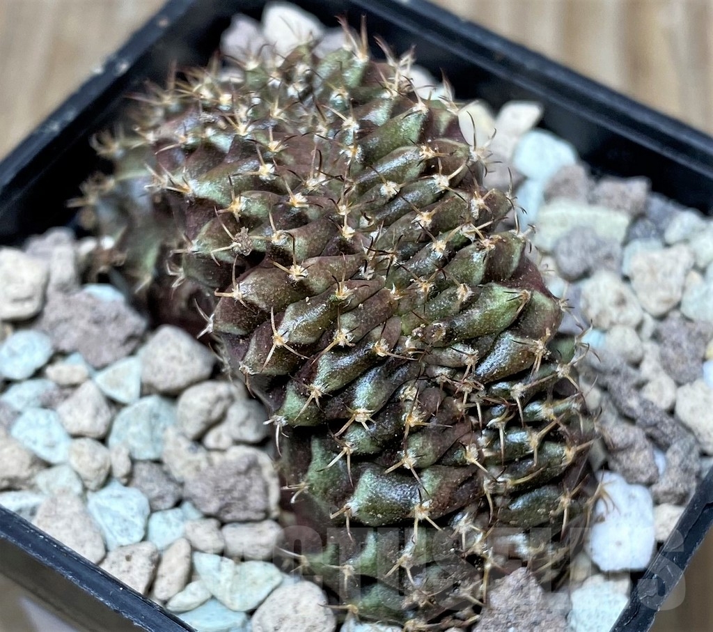 SHPR16701 Gymnocalycium mihanovichii f. cristata - Image 2