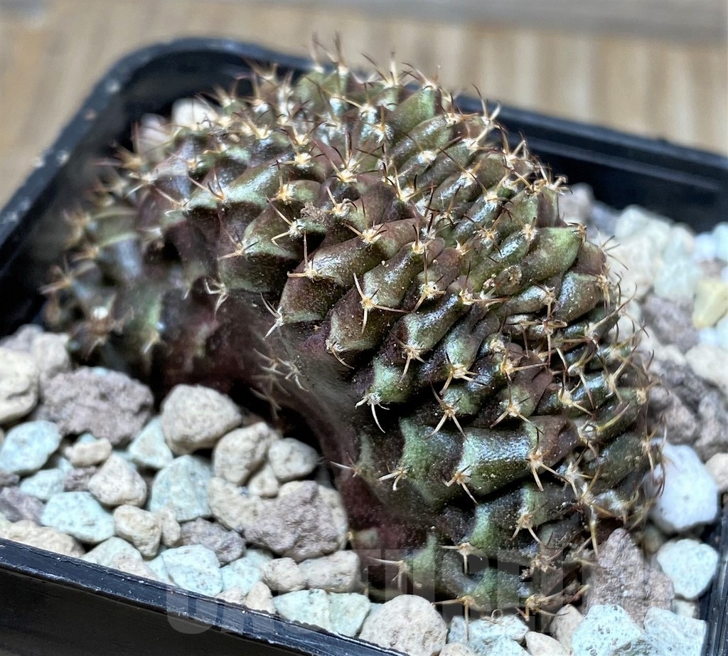 SHPR16701 Gymnocalycium mihanovichii f. cristata