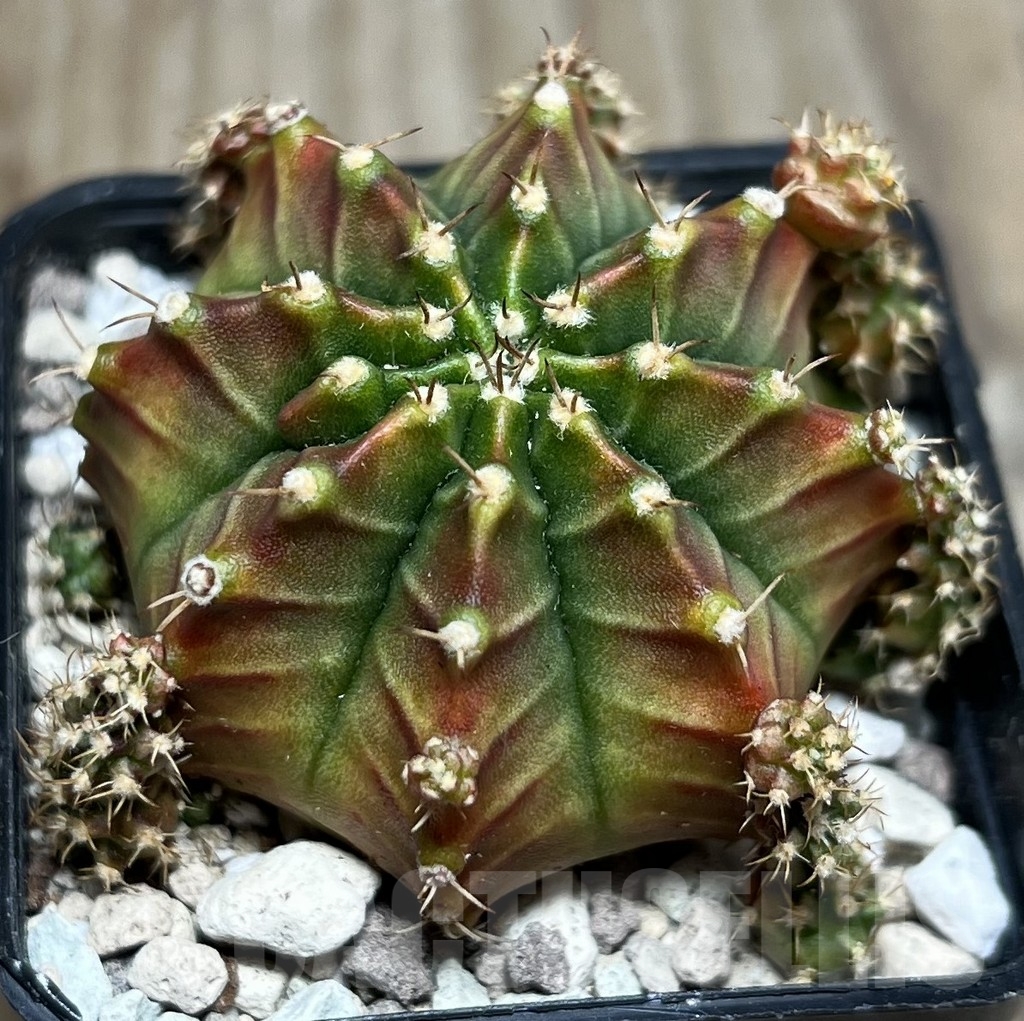 SHPR16930 Gymnocalycium mihanovichii 'Siramanee' - Image 2