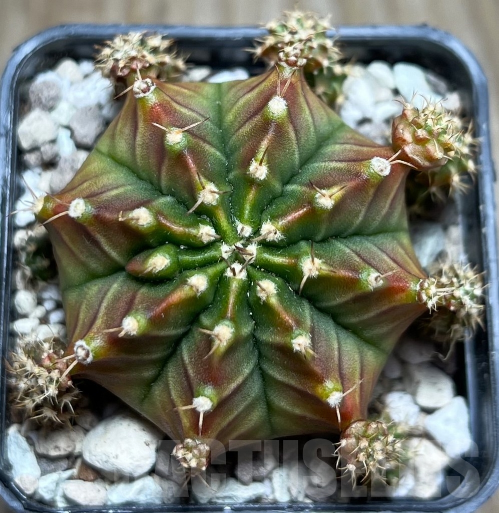 SHPR16930 Gymnocalycium mihanovichii 'Siramanee'