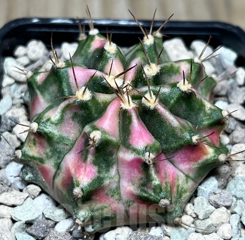 SHPR16932 Gymnocalycium mihanovichii 'Pink Diamond' - Imagen 2