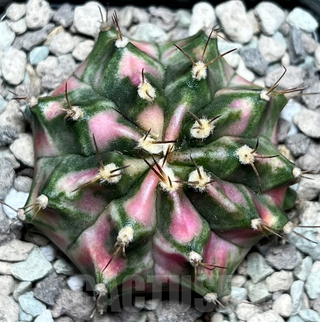 SHPR16932 Gymnocalycium mihanovichii 'Pink Diamond'