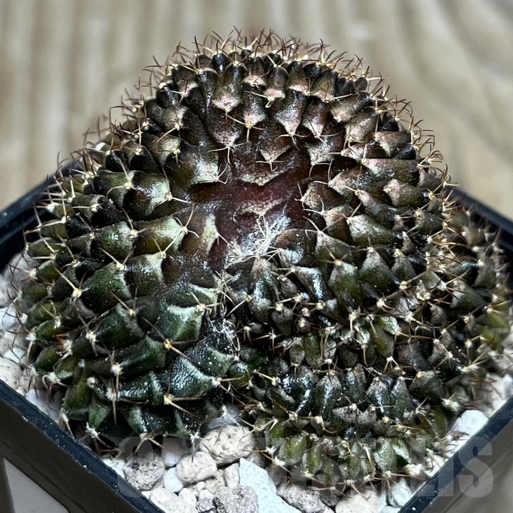 SHPR16933 Gymnocalycium mihanovichii f. cristata