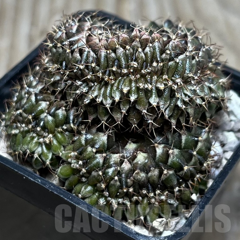 SHPR16933 Gymnocalycium mihanovichii f. cristata - Image 3