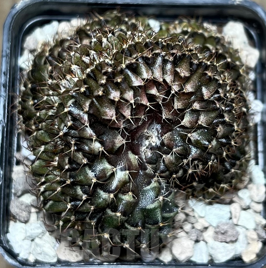 SHPR16933 Gymnocalycium mihanovichii f. cristata - Image 2