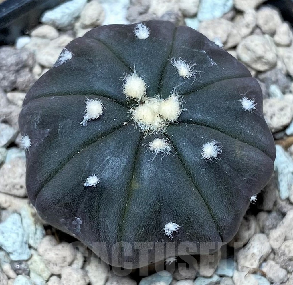 SHPR16711 Astrophytum asterias 'Black'