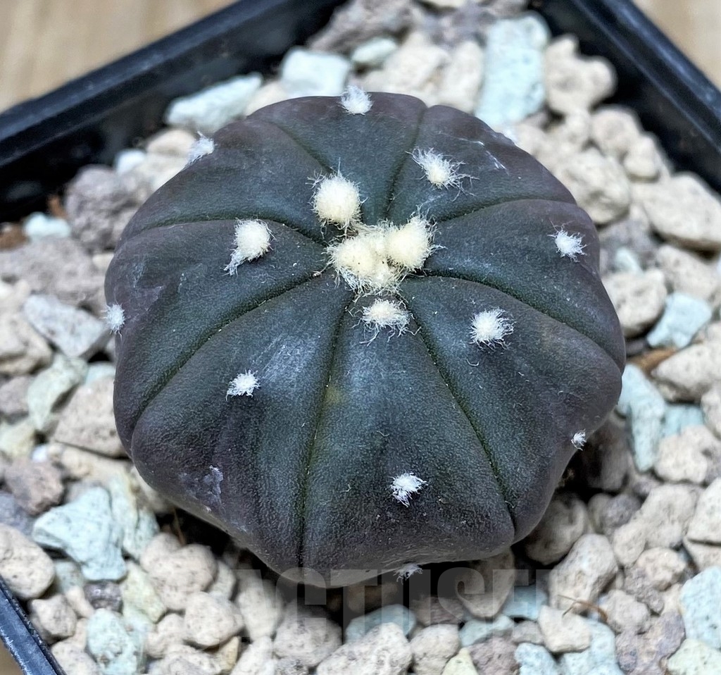 SHPR16711 Astrophytum asterias 'Black' - Image 2